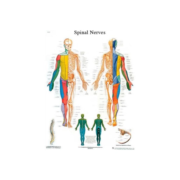 3B Anatomical Chart - Spinal Nerves, Sticky Back